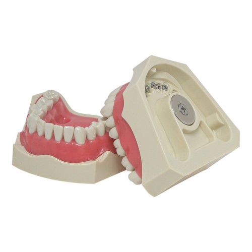 For Columbia 860 Dental Teeth Model 32 Teeth Magnetic Model ADC Soft Gingivae - Picture 6 of 12