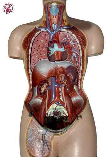SOMSO Anatomie Torso AS 40–weiblich, Kopf, 13tlg, selten, hochwertig, Lehrmodell - Bild 10 von 21