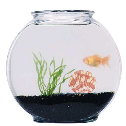 Shell Decorations Aquarium Conch Ornament DIY Photo Frame Materials - Foto 8 di 12