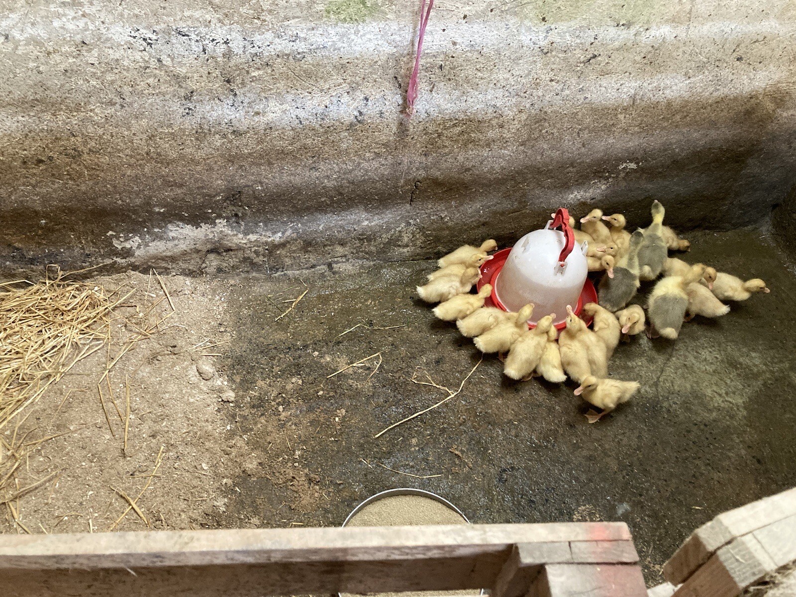 Aylesbury Duck Hatching Eggs X 18 eBay