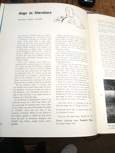 Vintage hbk book on dogs. Hamlyn 1962 - Picture 10 of 10
