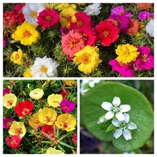 PORTULAK - PAKET AUS 3 ARTEN 100+ SAMEN Portulaca - Claytonia V 244