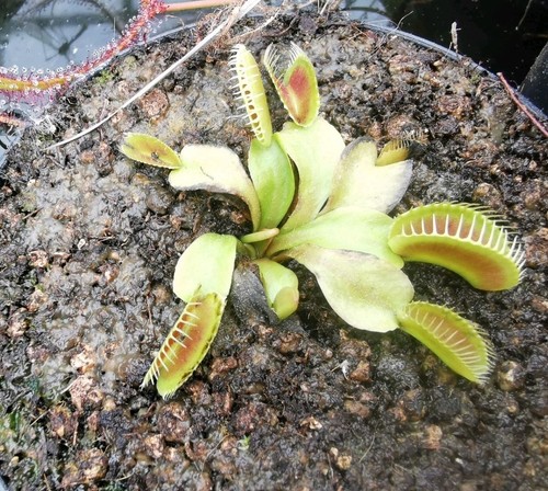 Dionaea muscipula "Tutankamon", plantas carnívoras, trampa para moscas Venus, - Imagen 3 de 4