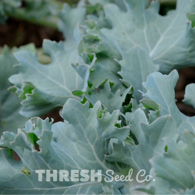 100 Siberian Dwarf Kale HEIRLOOM VEGETABLE! Seeds