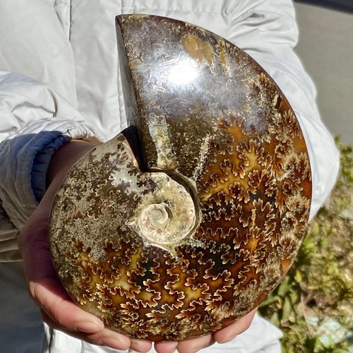 1.8LB Natural Spiral Seashell - Marine Biology Display & Coastal Decor - Picture 11 of 12