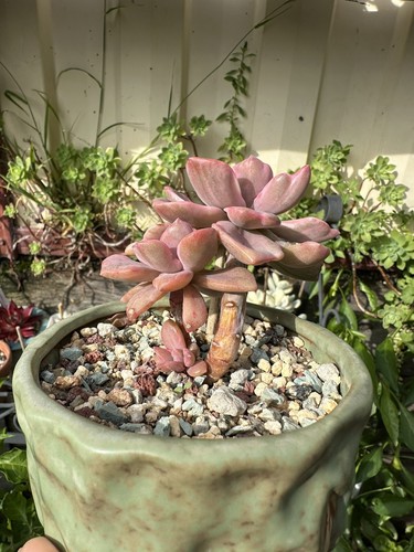 2pcs Succulents ROOTS Promote Rooting Powder 50g - Picture 10 of 10