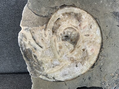 Unbekanntes Nautilus geschliffenes + poliertes seltenes Fossil, Ossmington Mills, Dorset, UK.