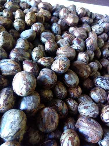 Rubber Tree Seeds, Hevea Brasiliensis, Para Rubber, Dahomey Rubber Free Shipping - Picture 5 of 5