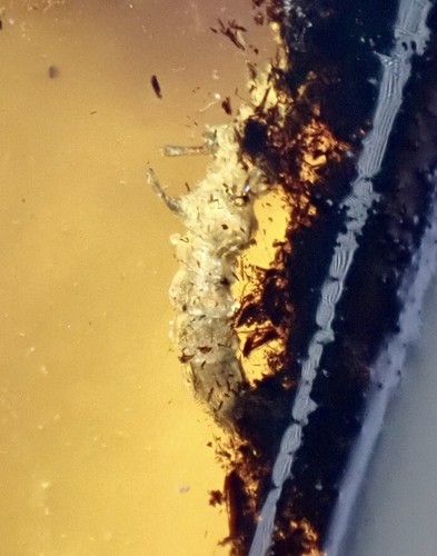 POSSIBLE AMPHIBIAN METAMORPHOSIS 99MYO Burmite Amber Fossil DINOSAUR AGE Frog 🐸 - Picture 10 of 16