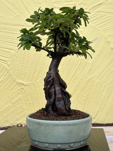Joe Bonsai Japanischer Feuerdorn ohne Dornen Pyracantha 20 Jahre Schale Japan - Bild 5 von 14
