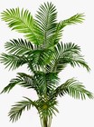 palmtreezthings
