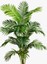 palmtreezthings