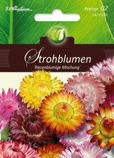 Großblumige Mischung Helichrysum bracteatum Strohblume ca 80 Samen 5508