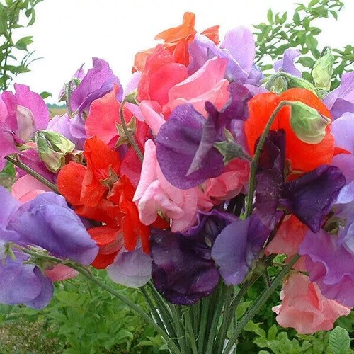 FLOWER SEEDS Assorted Flower Seed Flower Varieties Mixed Seed Choose Your Garden - Picture 121 of 153