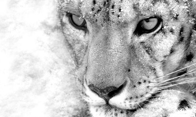 Framed Print Snow Leopard Black White Picture Poster Animal Art Ebay
