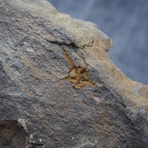 Edrioasteroid Protaster sp. Fósil ordovícico equinodermos - Imagen 4 de 7