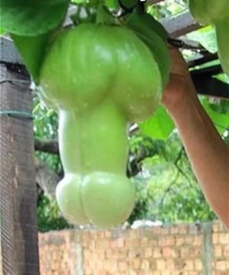 US-SELLER 10Pcs Magic Pumpkin Seeds,Rare Big Penis Melon Plants Vegetables Seeds