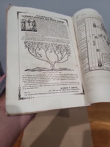 1857 The Horticulturist Magazine Havana Cuba Illustrated Engravings Fruit LOOSE - Picture 9 of 12