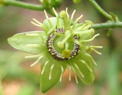 Passiflora suberosa, Korkrinde Passionsblume - 5 Sementes - Bild 9 von 10