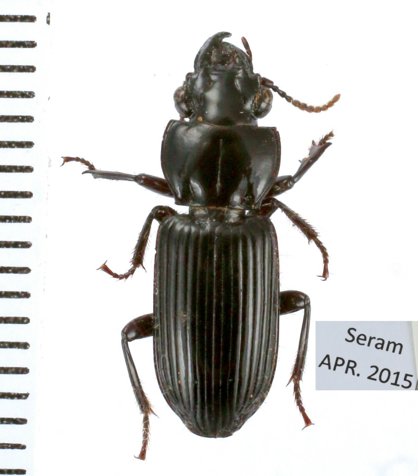 Carabidae Cicindelinae different sp. from different islands of Indonesia MIX - Picture 46 of 50