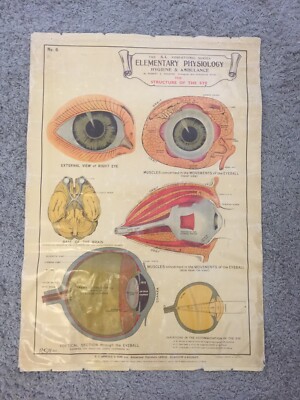 Mid Century Vintage Anatomical Chart Of The Eye Medical Robert E Holding 1930 s