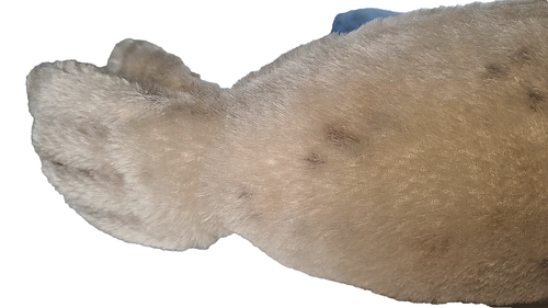 steiff 7328,00 - Floppy Robby Mohair grau weiß 28cm mittelfest KF sehr GUT SCHÖN - Bild 8 von 13