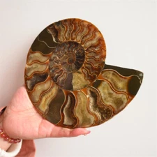 860g Natural  Screw Quartz Hand Carved Crystal Snail stone Healing 1PC,l3984