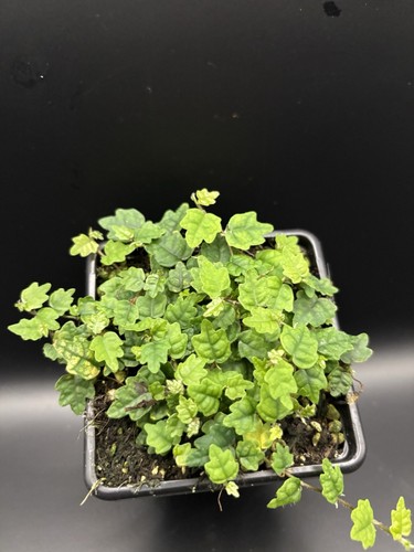Oak leaf Ficus (Ficus Quercifolia)