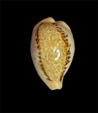 Seashell  Cypraea hungerfor 36.9mm