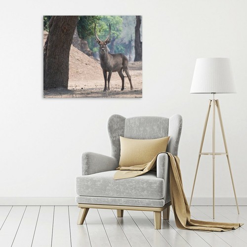Impression Sur Toile Ou Papier Affiche Ou Cadre Bennion Scott Waterbuck - Imagen 2 de 2