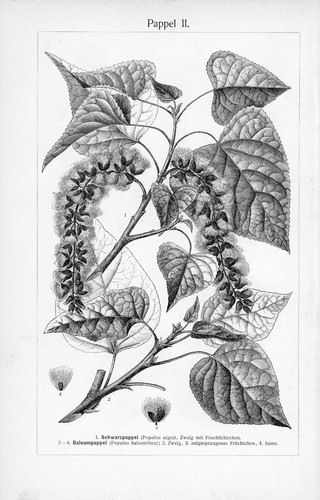1905 POPLAR TREE LEAVES LEAF ENGRAVING ILLUSTRATION PRINT 2 Pgs - Picture 2 of 4