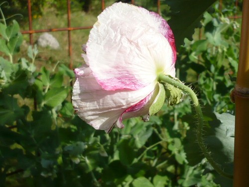 Cimelio antico mix botanico som. Semi di papavero 1000+ PoppyQueen 🙂 - Foto 19 di 24