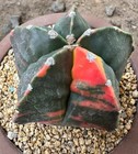Rare Plant Astrophytum myriostigma WYSIWYG Variegated Own Root