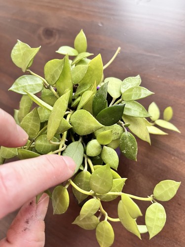 Hoya Lacunosa Black - Picture 6 of 9
