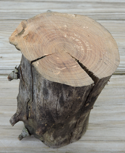 6" Apfel Holz Log Brocken Stick Schnitzen Rohling Handwerk Treibholz Astig 3 3/4 ~ 4" D - Bild 6 von 13