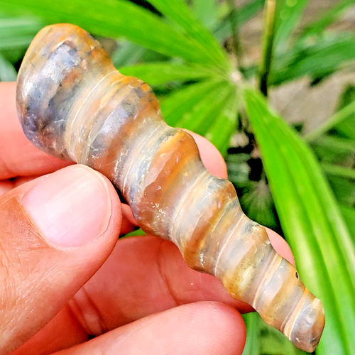 8.5 Cm  Rare  Turritella Gastropoda with Geode Cyrstal Fossil Molusca, Seashells - Picture 3 of 11