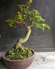 Bonsai tree || Eugenia uniflora || Cermai Belanda || Premna,waterjasmine,serissa