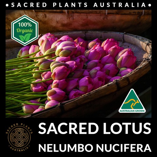 SACRED LOTUS 15 Seeds Nelumbo Nucifera Exotic Medicinal Rare Aquatic Water Plant - Picture 6 of 10