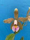Cattleya Juno Fragrant Orchid Eros Hybrid Spike Pink Amber Green 4” Pot