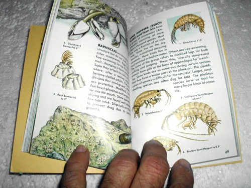 LOT # 2B - TWO FIELD GUIDES TO SEASHORE LIFE- 1000 illustrations - Imagen 12 de 12