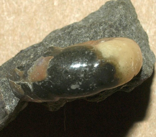 Thanatocoenose von Ammoniten der unteren Kreidezeit - Zuercherella zuercheri - Bild 12 von 15