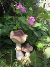 Wild Toadstool Mushrooms Fungi Garden Statue Ornament.
