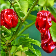 20 - Pepper Seeds - Authentic Harvest of Super-Hot 2025 - Red Habanero - A 68