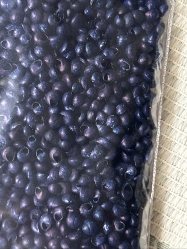 VINTAGE 1950er - marineblau 4 Unzen - winzige runde Muscheln - Handwerk/SEEMANN VALENTINSTAG - Bild 2 von 3