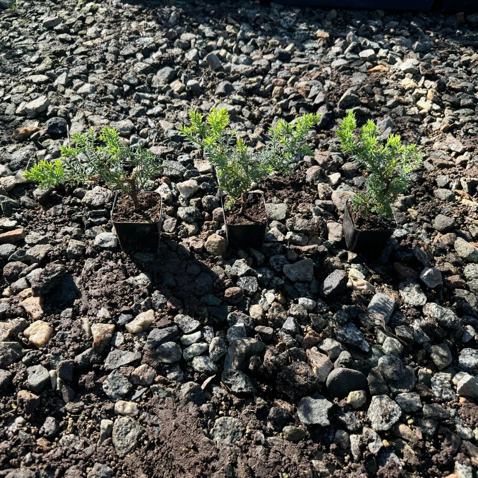 🌿 Live Juniper Bonsai Tree – 3 PACK- FREE SHIPPING!!! – Perfect Gift for Home - Image 4 of 4