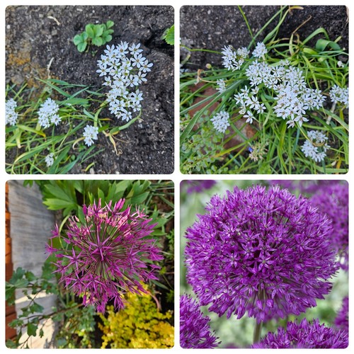 115x Alliums 100Allium Cowanii +15 mixed Purple Sensation & allium cristophii