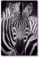 Cadre tableau toile Zèbre - Animal sauvage jungle - 60 x 40 cm