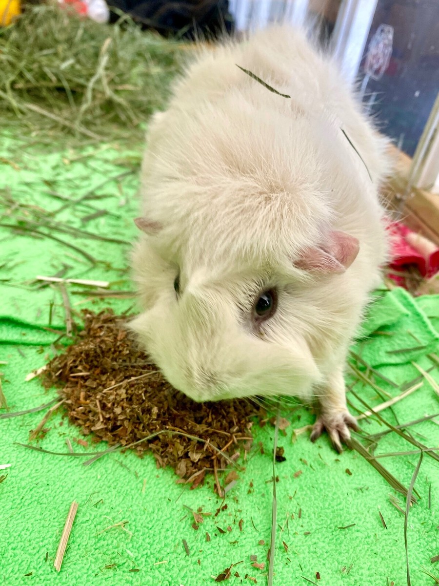 Guinea pig strawberry clearance tops