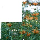 Full Sun Seeds & Bulbs