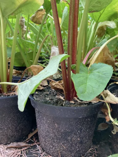 Eine Rhabarberpflanze (9 cm Dia Pot) zum Wachsen (Portofrei UK)